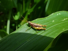 Syntomacris guttulosa