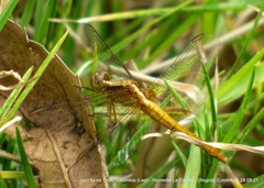 Erythrodiplax abjecta