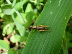 Syntomacris guttulosa