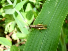 Syntomacris guttulosa