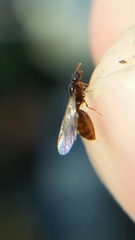 Solenopsis truncorum