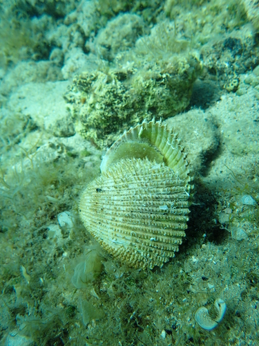 Representative image of Acanthocardia spinosa