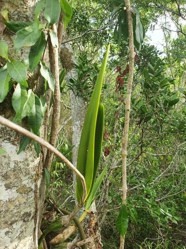 Psychilis atropurpurea, photograph 6