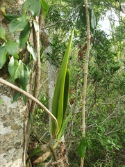 Psychilis atropurpurea, photograph author not stated, no rights reserved