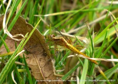 Erythrodiplax abjecta