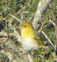 Ploceus intermedius cabanisii
