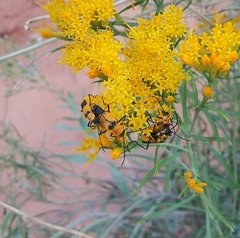 Chauliognathus fasciatus