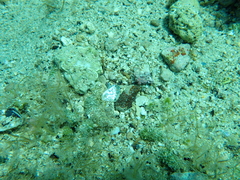 Haliotis tuberculata tuberculata