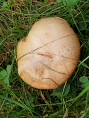 Suillus