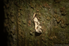 Coesyra hemiphragma