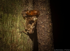 Cotylana angustifrons