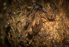 Cotylana angustifrons