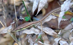 Oxybelis microphthalmus