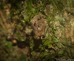 Cotylana angustifrons