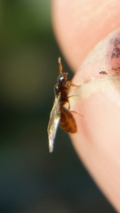 Solenopsis truncorum