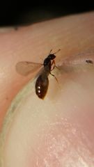 Solenopsis truncorum