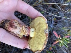Suillus spectabilis