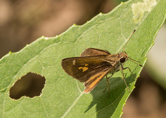 Callimormus saturnus