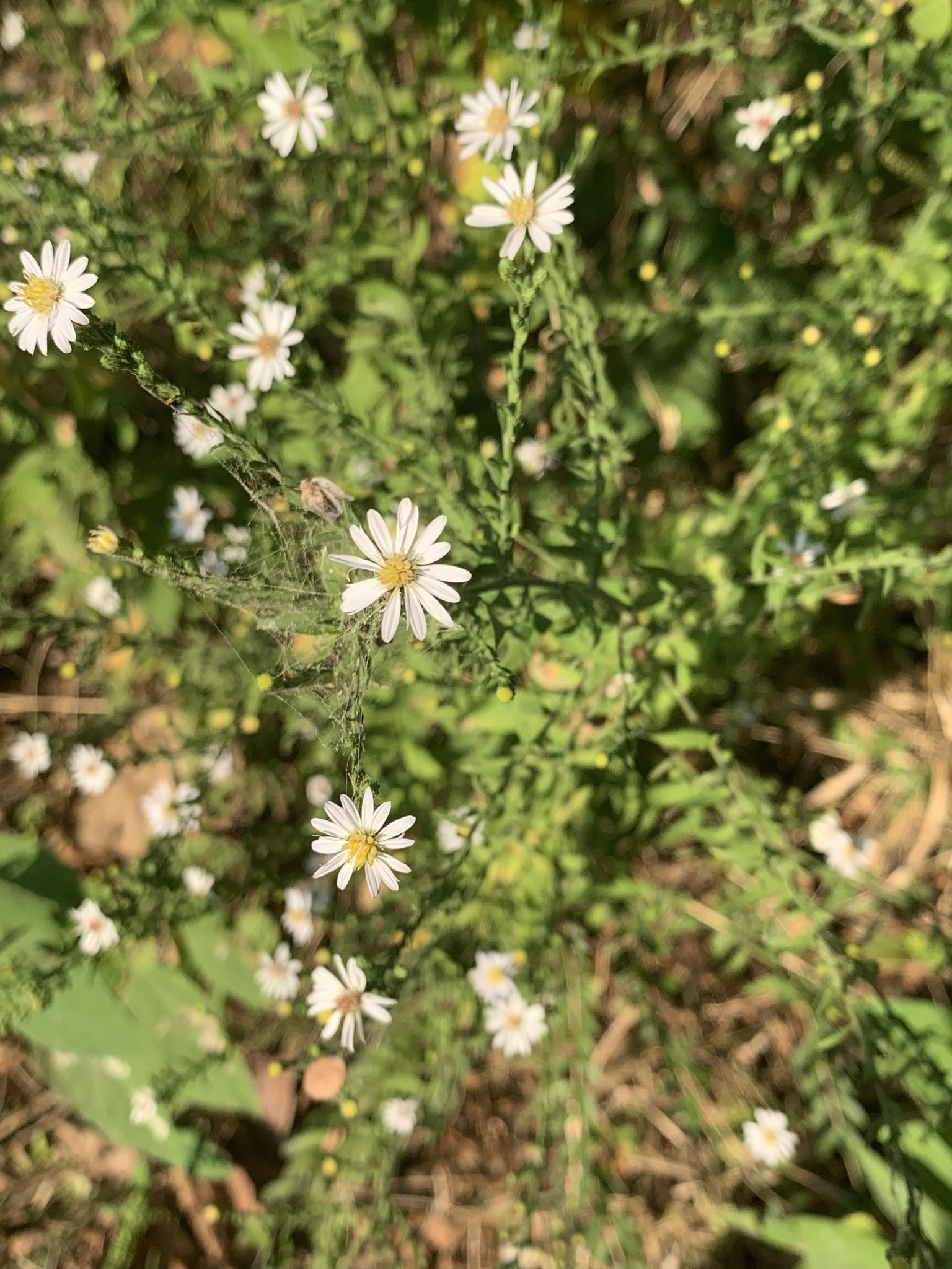 Symphyotrichum eulae