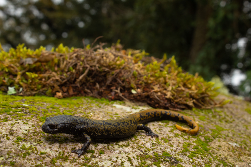 Veracruz Green Salamander