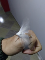 Lepidoptera