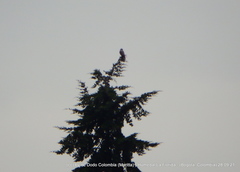 Rupornis magnirostris