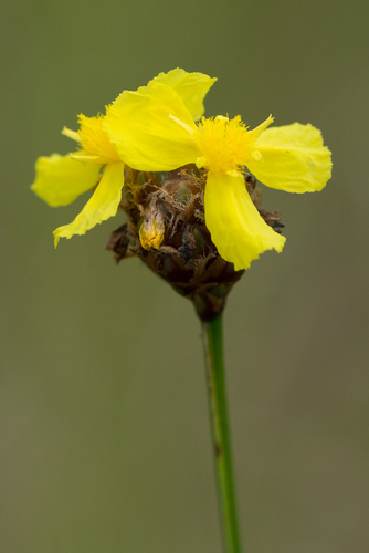 Xyris fimbriata Elliott