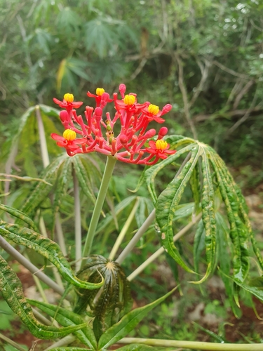 Jatropha multifida