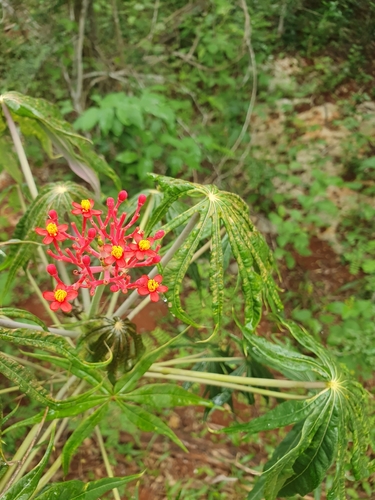 Jatropha multifida