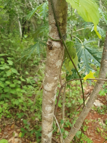 Jatropha multifida