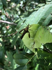Meropachyinae