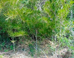 Guadua paniculata