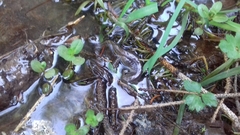 Lissotriton vulgaris