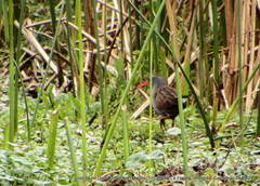 Rallus semiplumbeus
