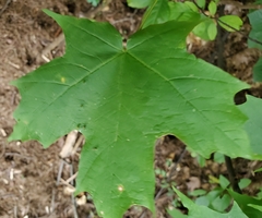 Acer saccharum