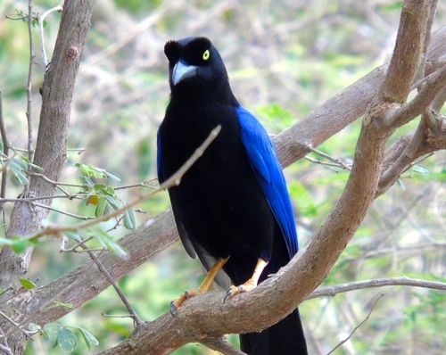 Purplish-backed Jay