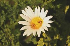 Arctotis aspera aspera