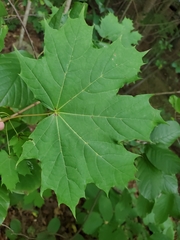 Acer platanoides