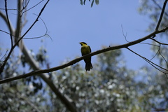 Lichenostomus melanops cassidix