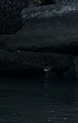 Calidris virgata