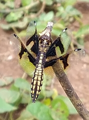 Palpopleura portia