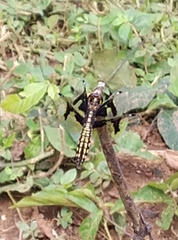 Palpopleura portia
