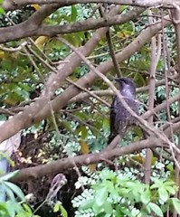 Anthochaera chrysoptera