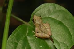 Pseudophilautus wynaadensis
