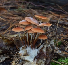 Marasmius sullivantii