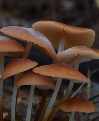 Marasmius sullivantii