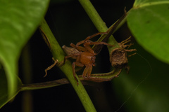 Thelcticopis kirankhalapi