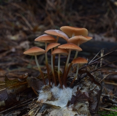 Marasmius sullivantii