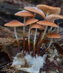 Marasmius sullivantii