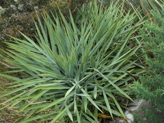 Aciphylla scott-thomsonii
